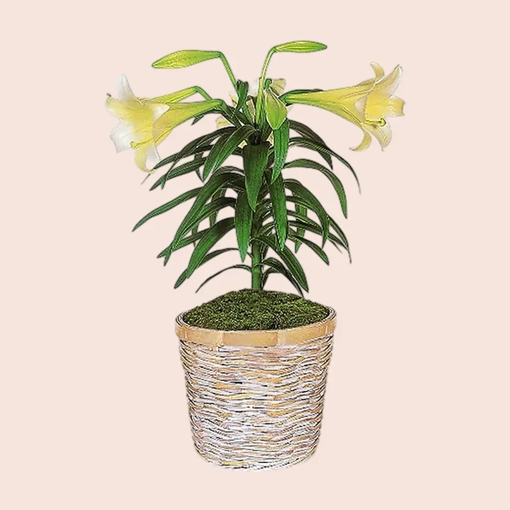 Easter Lily Plant